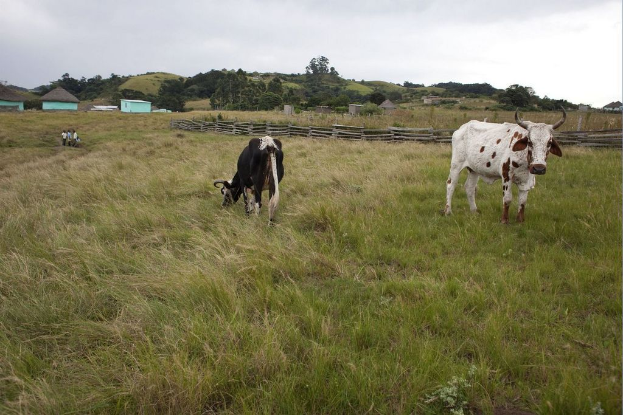 Eine pastorale Szene mit Kühen auf einer Wiese, einige Menschen, Häuser mit Zäunen, Bäume und ein Himmel im Hintergrund.