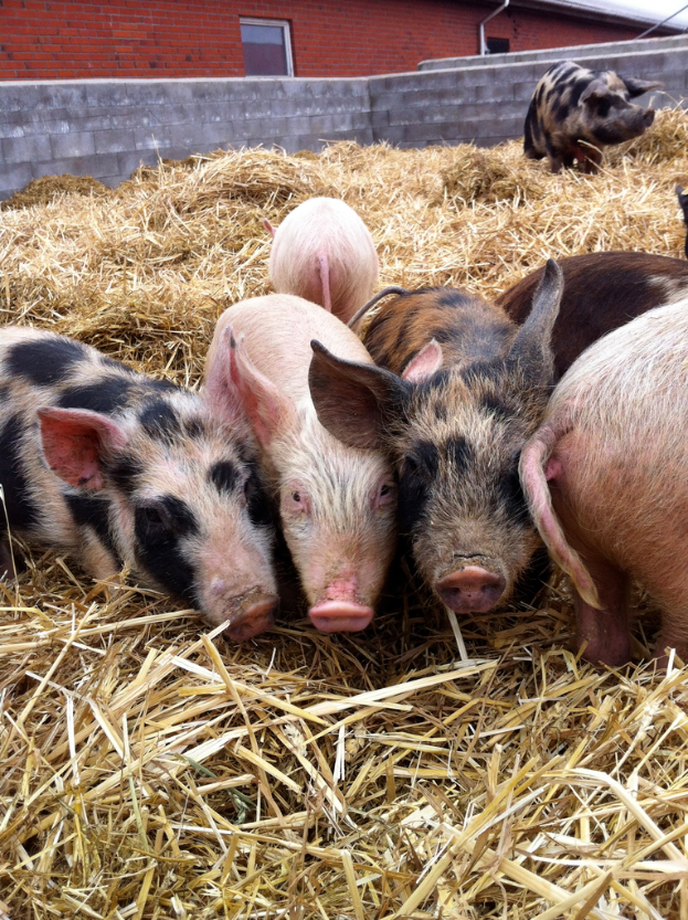 Schweine stehen in der Mitte eines Bildes mit trockenem Gras unten, ein Haus im Hintergrund und eine Wand.