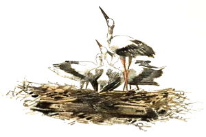 Ein detailliertes Bild von zwei Storken auf einem Nest aus Zweigen und Gras, mit langen Hälsen und Schnäbeln, vor einem weißen Hintergrund.