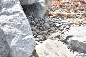 Ein steiniger Strand mit verstreuten Felsen und Kieseln, der eine kleine Eidechse auf einem Felsen zeigt, und trockene Blätter und Zweige im Hintergrund.
