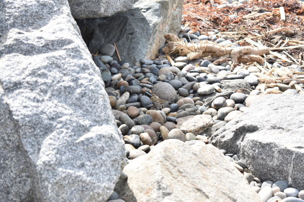 Ein steiniger Strand mit verstreuten Felsen und Kieseln, der eine kleine Eidechse auf einem Felsen zeigt, und trockene Blätter und Zweige im Hintergrund.
