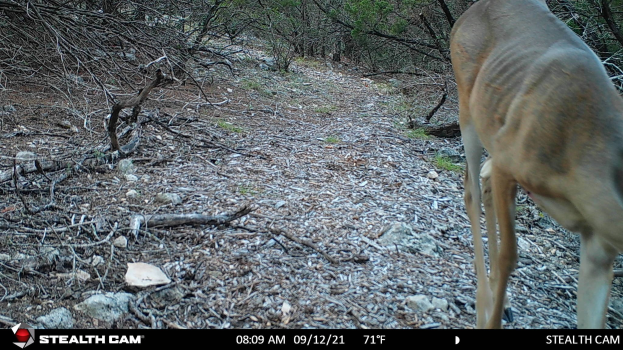 Ein Reh, das einen Schotterweg in einem bewaldeten Gebiet mit verstreuten Steinen und Zweigen entlanggeht, mit Text am unteren Rand, der "Stealth Cam - Rehjagd in Texas" lautet.