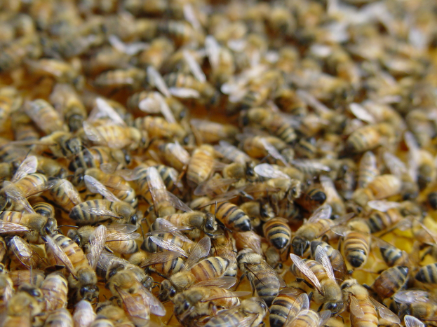 Ein Schwarm Bienen sammelte sich auf dem Boden.