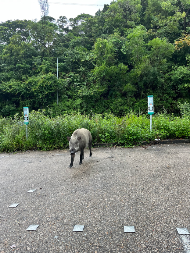 Ein Wildschwein überquert einen Parkplatz neben einem Wald.
