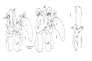 Diagramm eines menschlichen Herzens, das die Klappen hervorhebt und mit Nummern und Text versehen ist, um einen Patentanspruch auf eine Herzklappe anzugeben.
