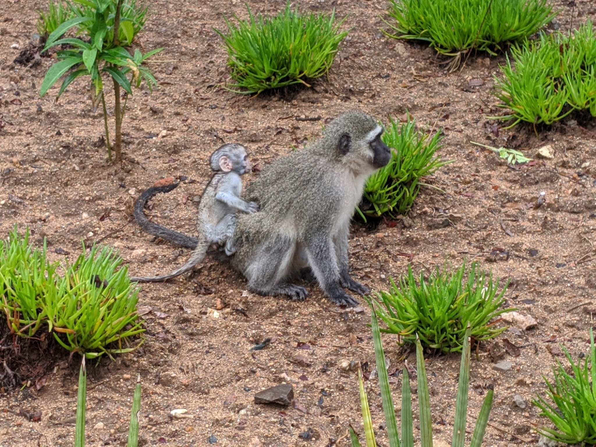 Ein Grüne Meerkatze und ihr Baby sitzen auf dem Boden umgeben von Pflanzen, wobei die Mutter das Baby eng an ihre Brust hält und beide neugierige Ausdrücke zeigen.