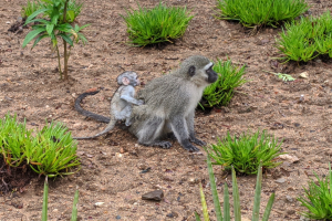 Ein Grüne Meerkatze und ihr Baby sitzen auf dem Boden umgeben von Pflanzen, wobei die Mutter das Baby eng an ihre Brust hält und beide neugierige Ausdrücke zeigen.