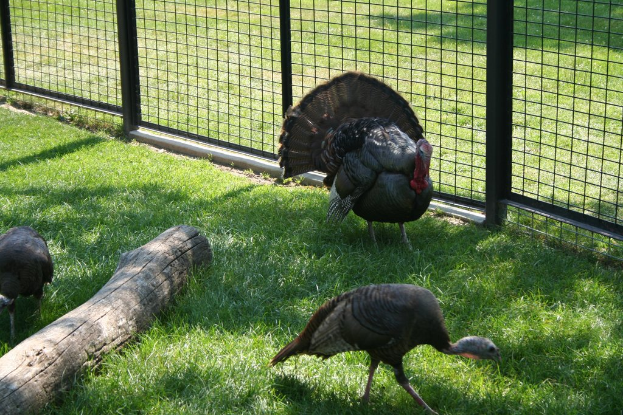 Vögel auf einem Zaun sitzend mit Gras am unteren Bildrand.