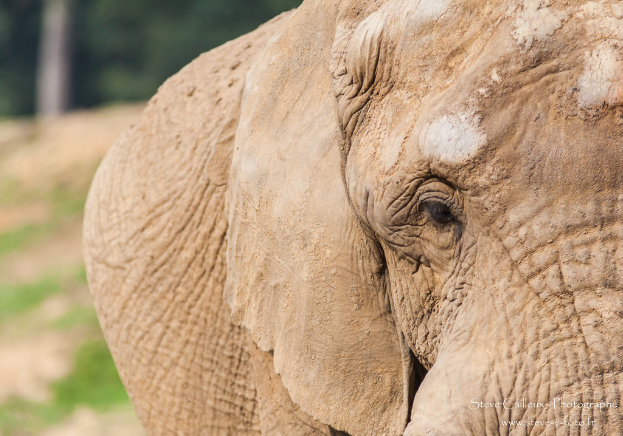 Ein Elefant in einer natürlichen Umgebung.