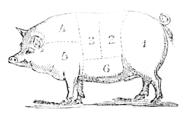 Zeichnung eines Schweins mit Zahlen auf dem Körper, die die Fleischsorte angeben.