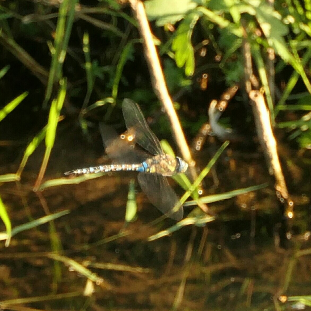 Eine Libelle in der Luft über einem Gewässer umgeben von grünen Pflanzen, mittig im Bild positioniert.