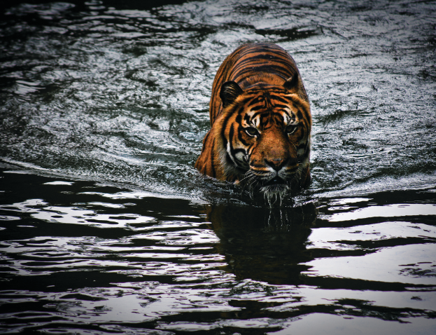 Ein Tiger ist teilweise im Wasser versunken, nur Kopf und Oberkörper sind sichtbar.