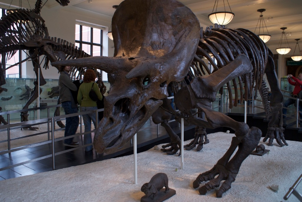 Eine Dinosaurier-Ausstellung in einem Museum mit einem Eisengeländer davor, zwei Menschen daneben, einer weißen Wand und Fenstern rechts und Lampen oben.